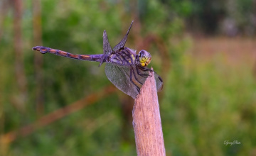 Dragonfly