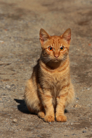 Angry cat