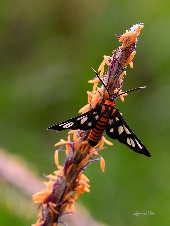 Moth