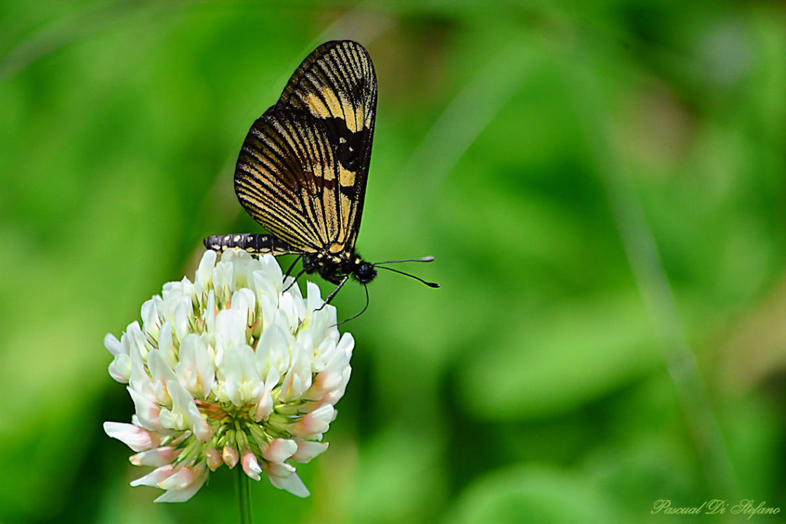 Delicate