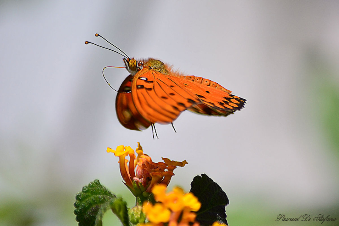 Bye bye flower