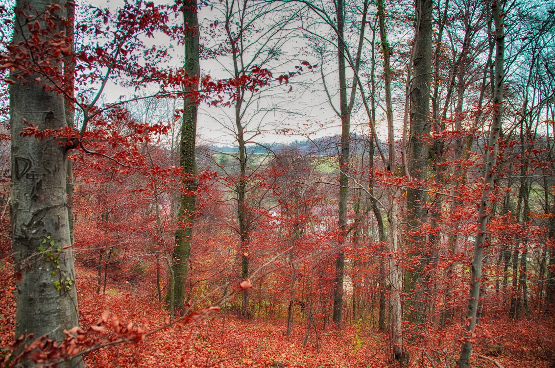 Red wood