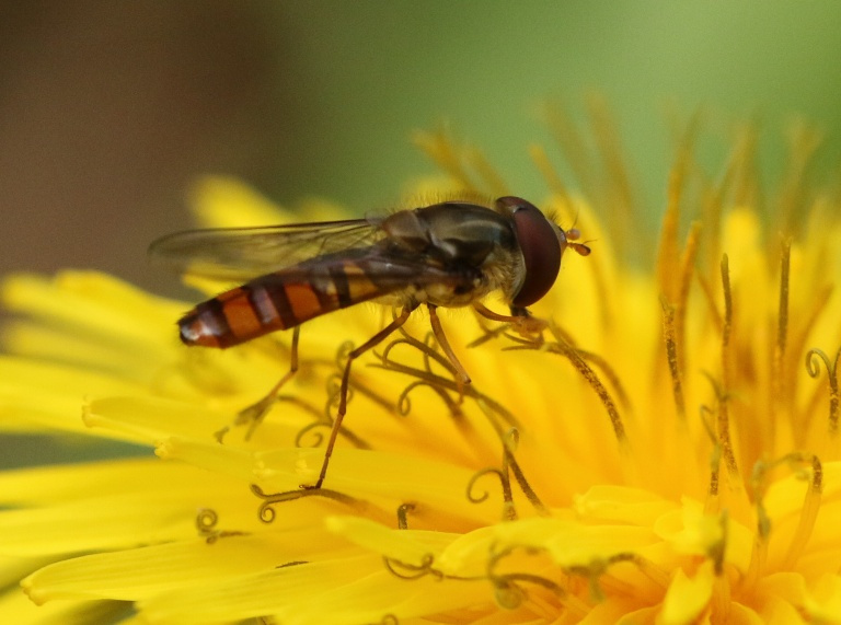 horsefly