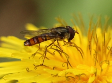 horsefly