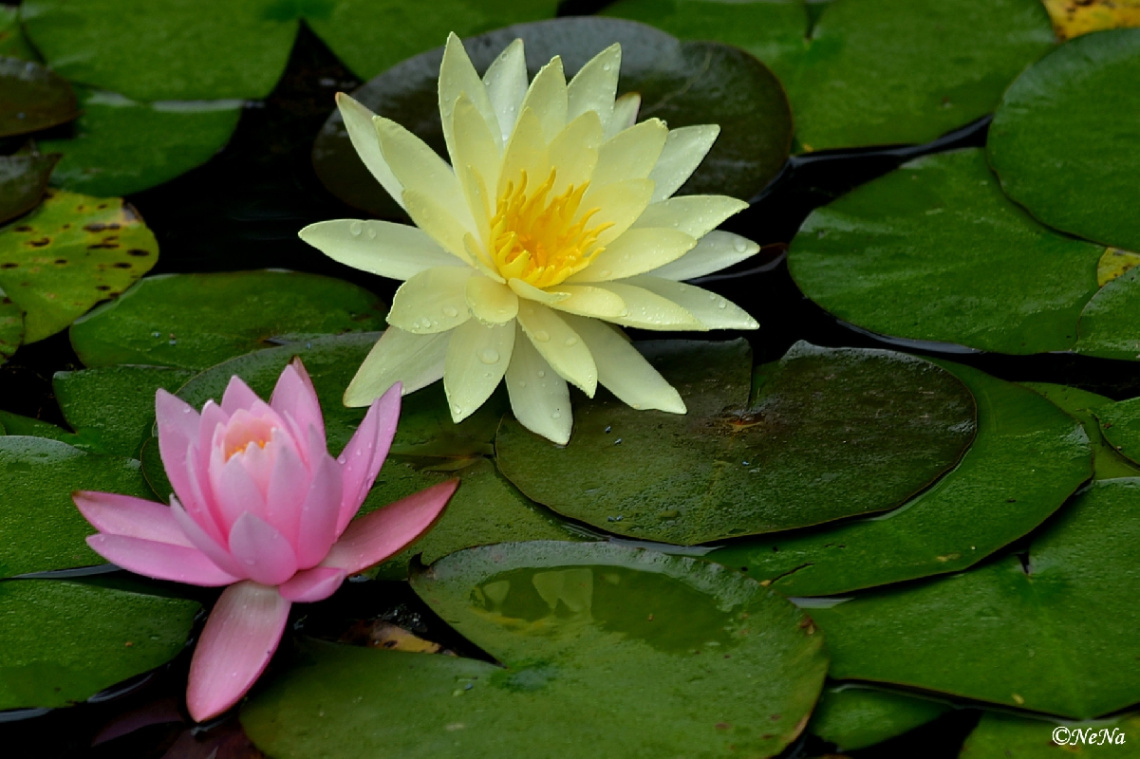 Beauty of the differences