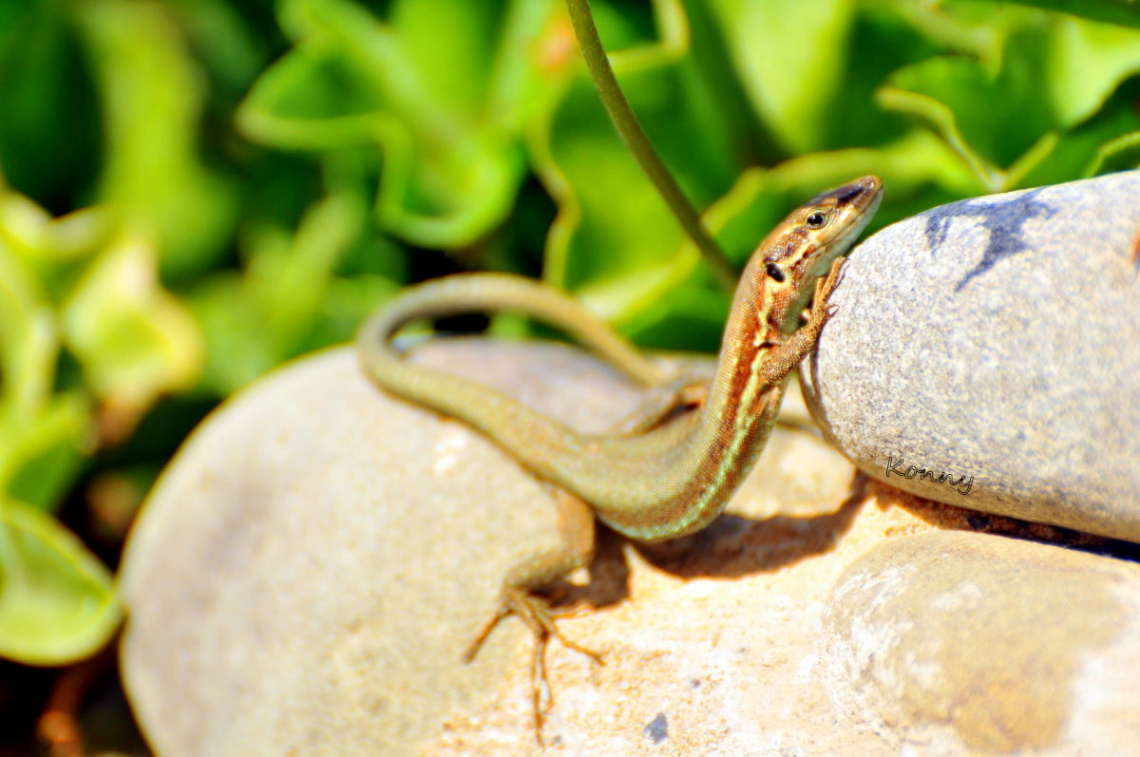 dance in the autumn sun