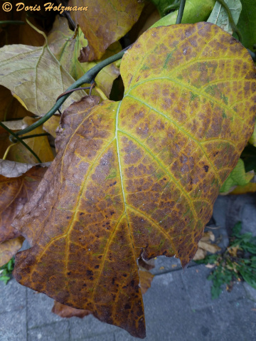Blatt