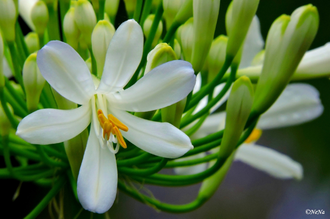 Agapanthus