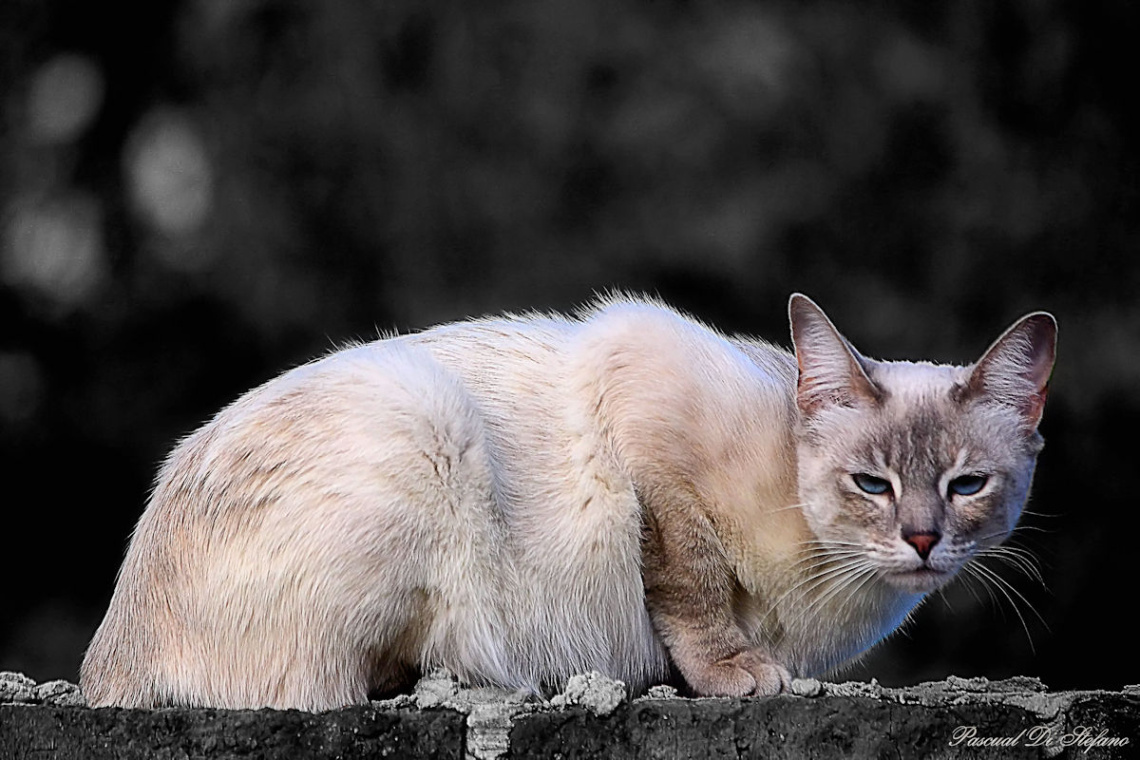 Angry cat
