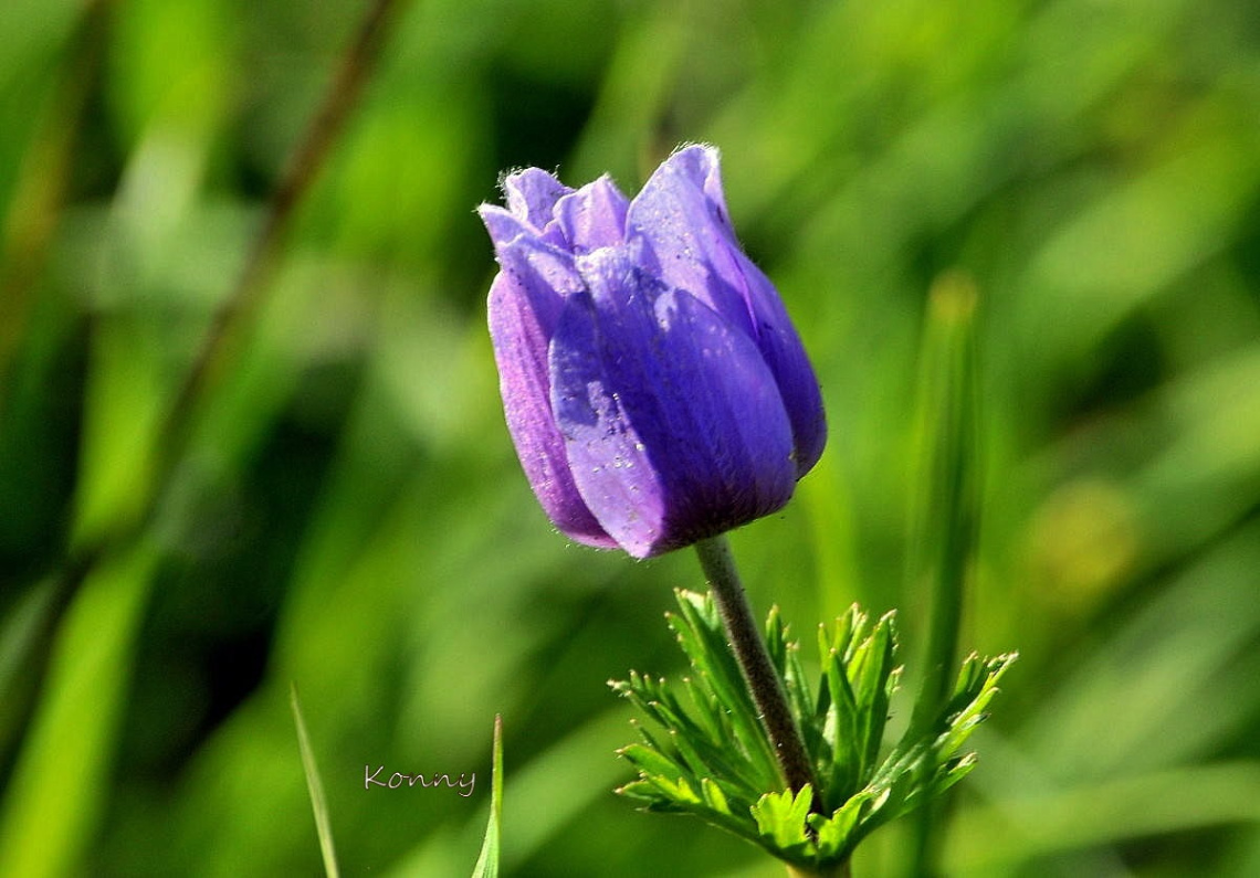 wild flower