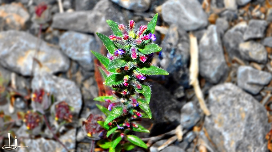 Tiny wild beauty