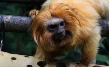 Golden Lion Tamarin
