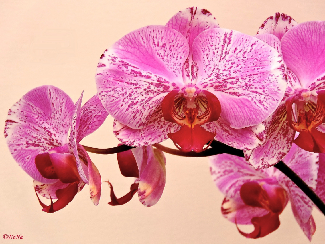 Phalaenopsis
