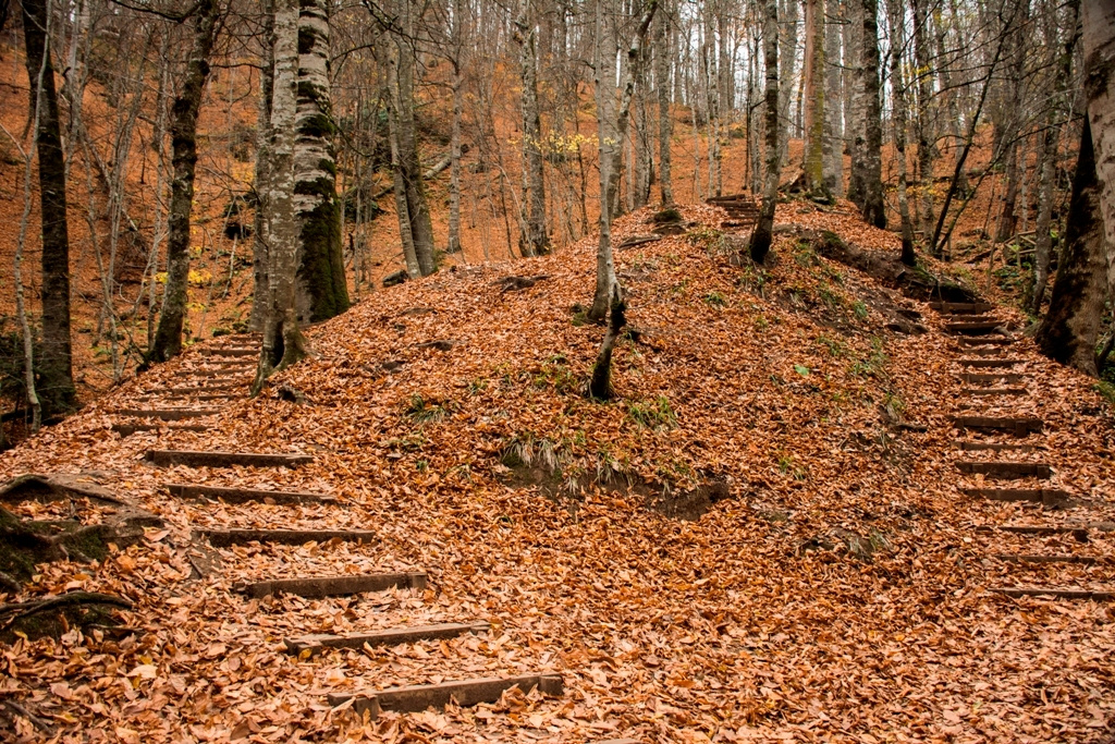 Sonbahar Yaprakları