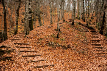 Sonbahar Yaprakları