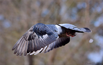 Losing my feathers