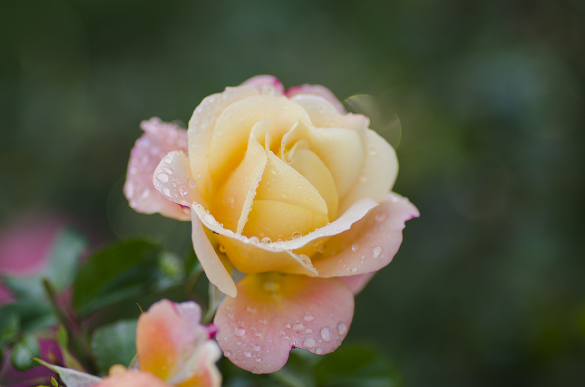 Son baharın gülleri