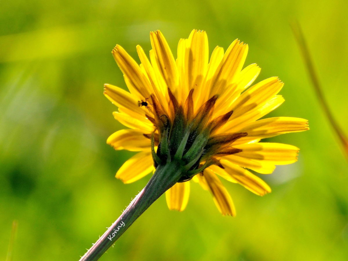yellow... 