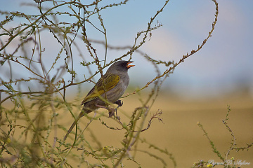 The sunset singer