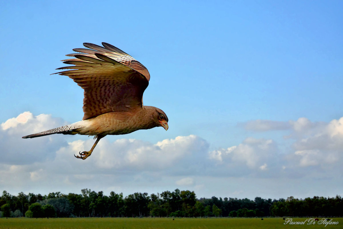 Over the field II