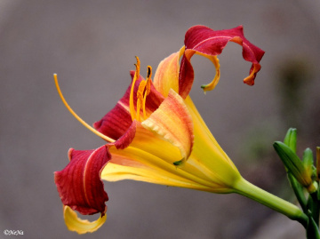 Lily