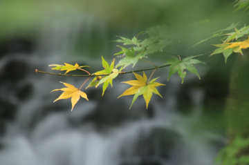 green → yellow