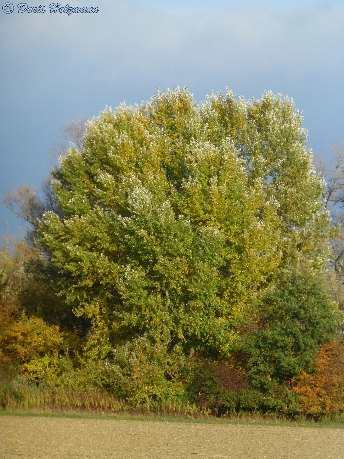 Schöner Herbsttag am Rhein