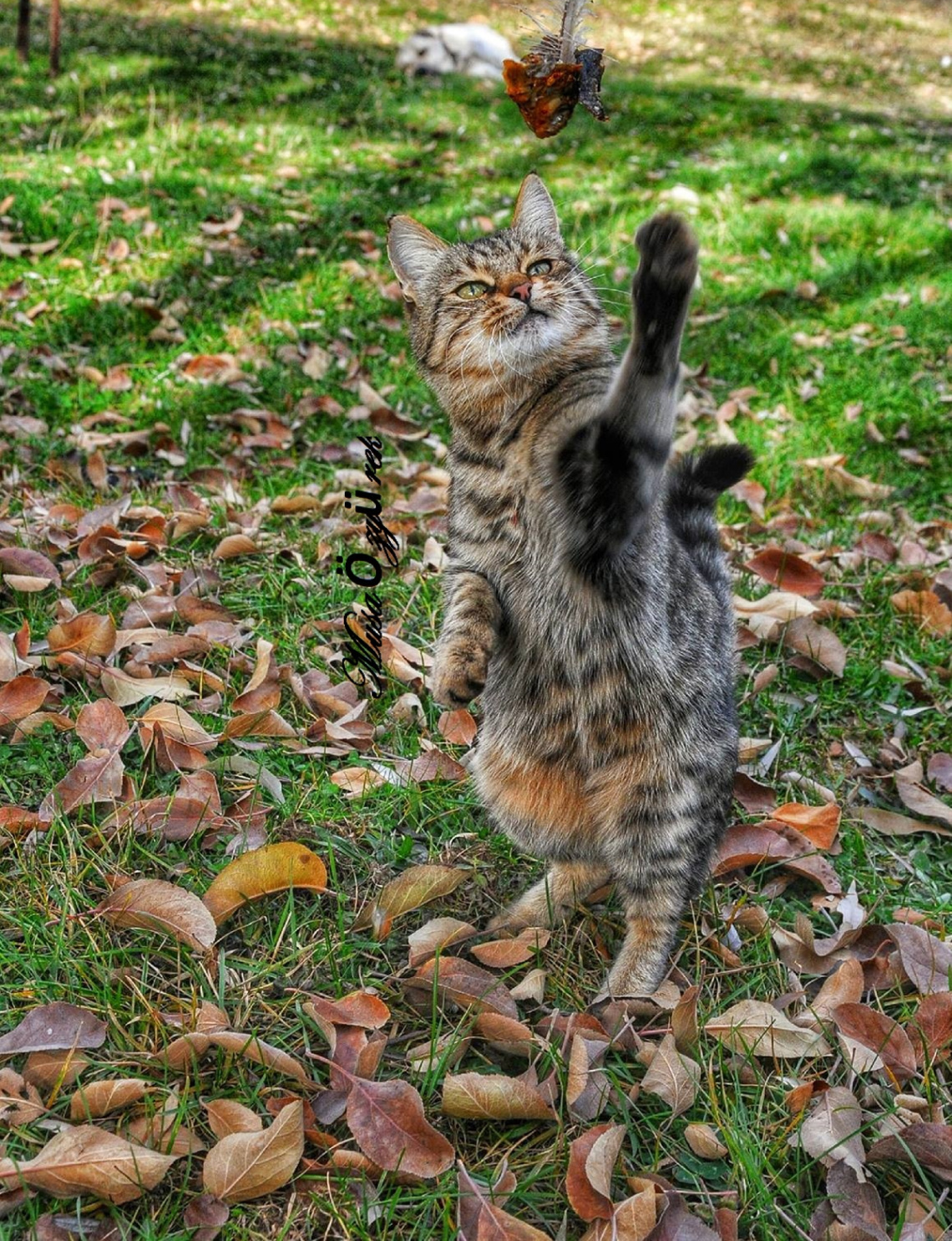 Kedi