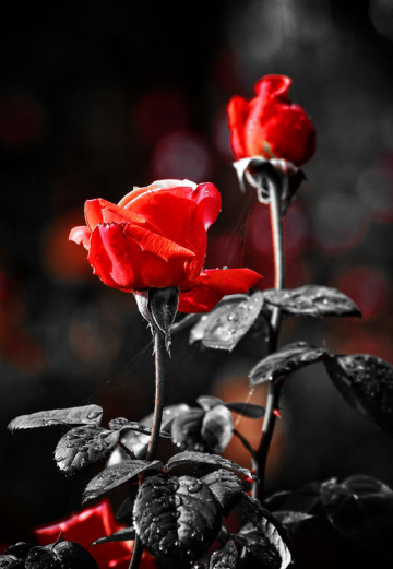 Red and black