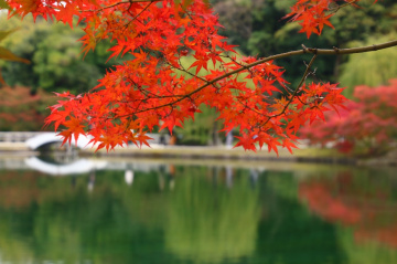 red maple