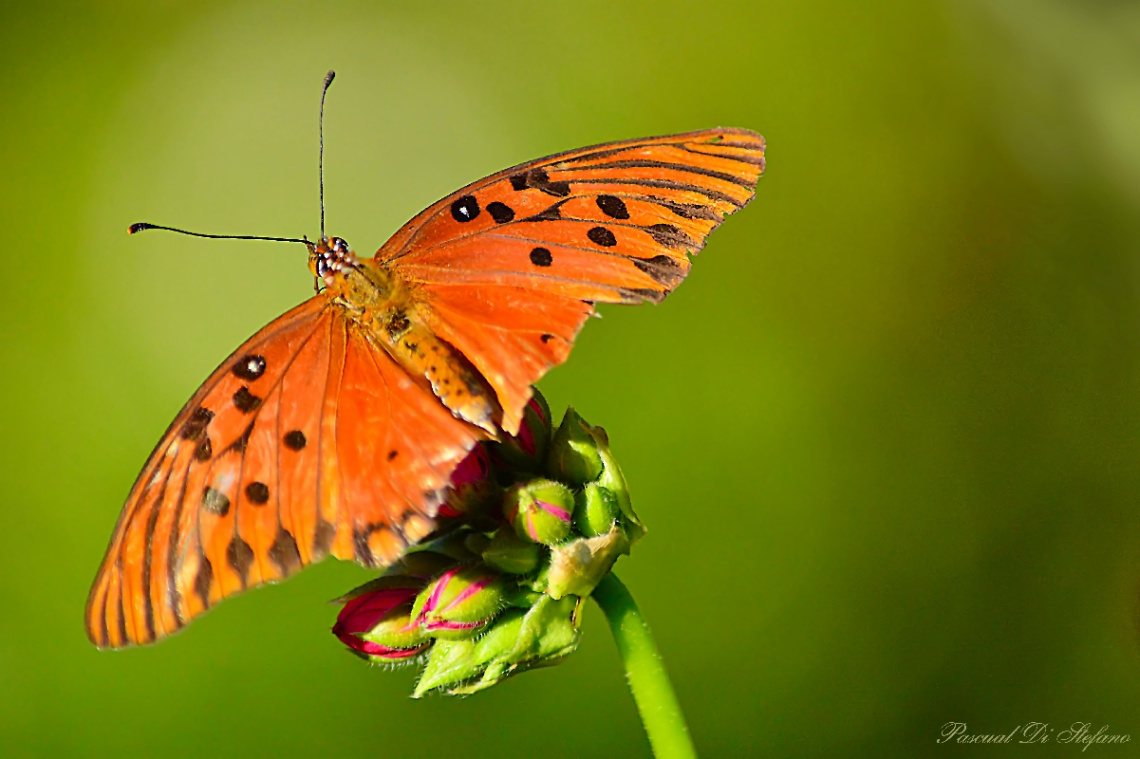 Little butterfly VI