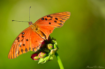 Little butterfly VI