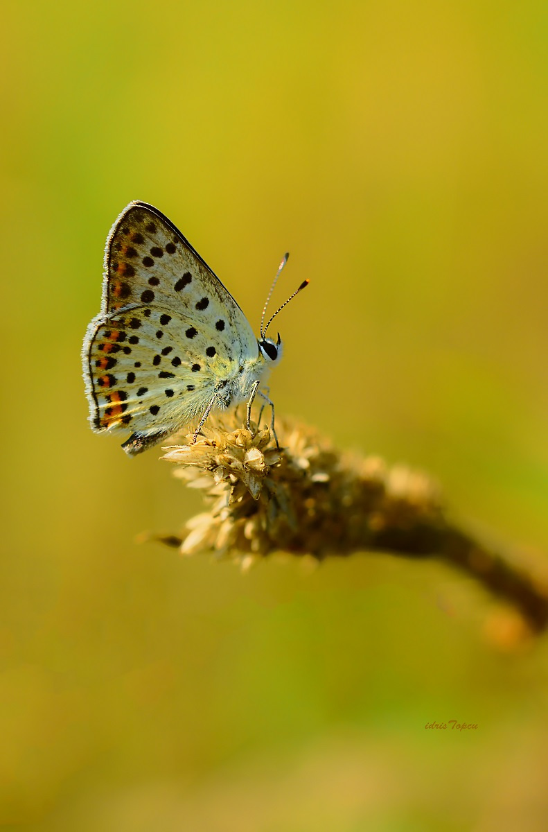 MİNİ MİNİ LERE ÖZLEM...........