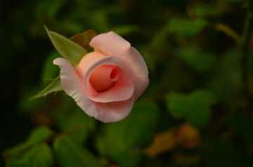 Pembe