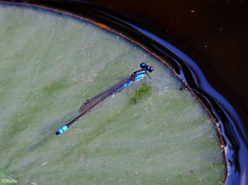 Mini Blue Dragonfly