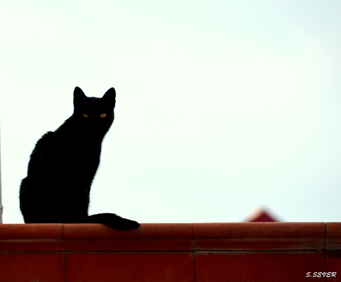 Kedi'dir Kedi :))
