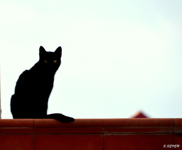 Kedi'dir Kedi :))