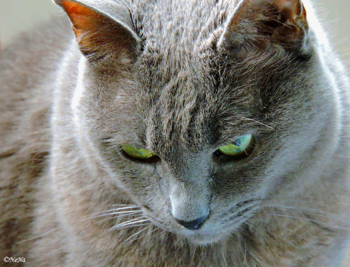 Sweet Cat