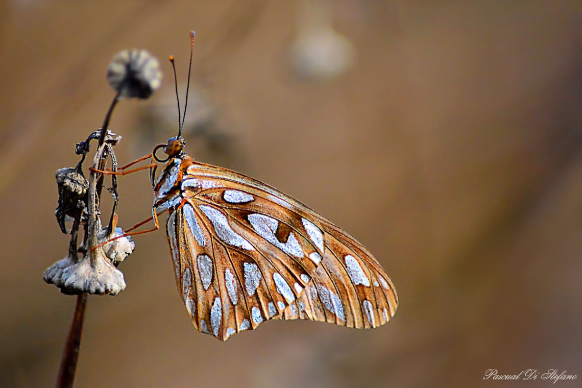 Into the brown