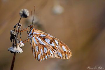 Into the brown