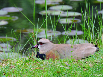 In the nest