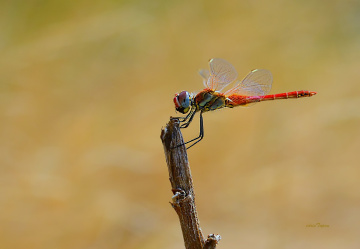 RED DRAGON FLY............