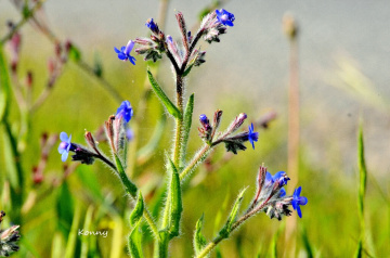 blue wild flower 