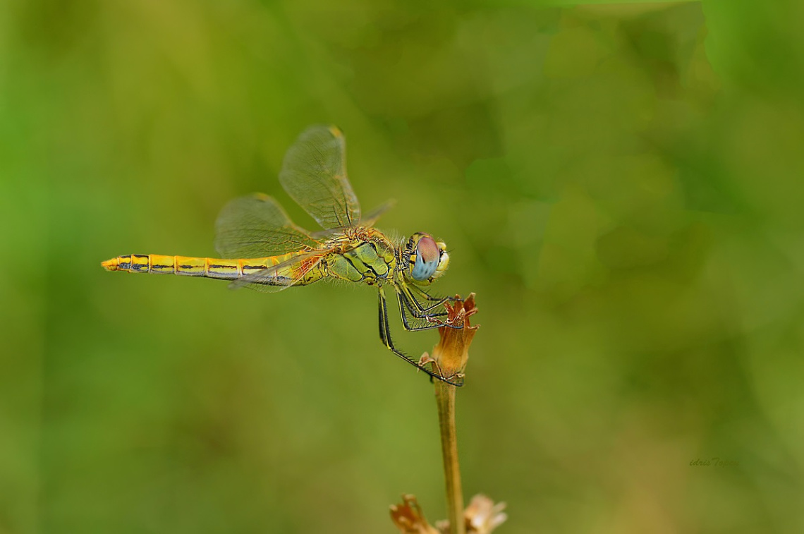 DRAGON FLY....................