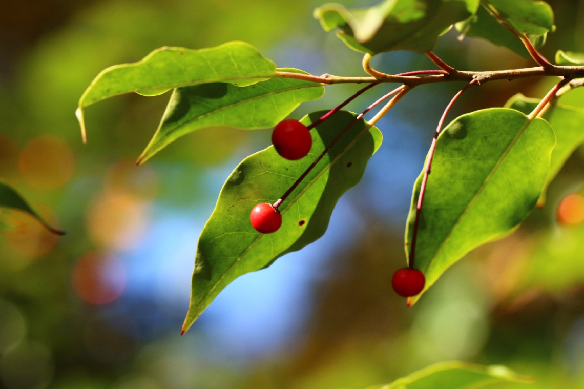 Xmas color…