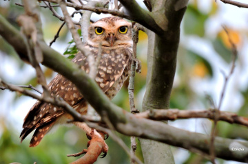 Spying
