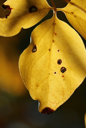 worm holes