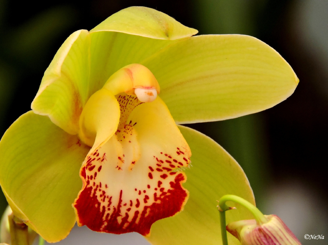 Yellow Orchid
