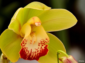 Yellow Orchid