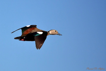 Elegance in flight